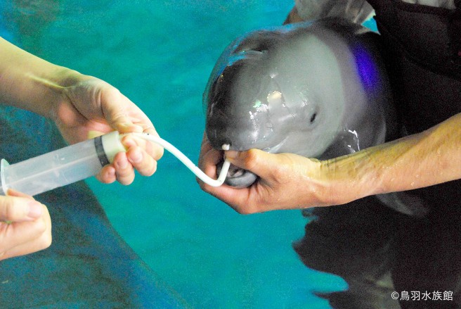 暑い夏に あなたを癒やす73分 こんにちは 動物の赤ちゃん 夏15 Nhkエンタープライズ