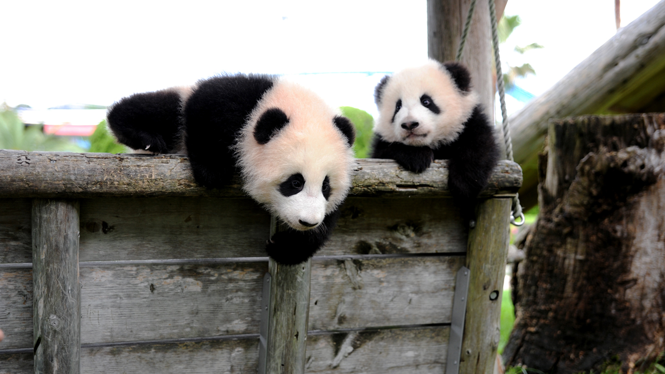 Nhkエンタープライズ パンダの赤ちゃんにキュン こんにちは 動物の赤ちゃん15